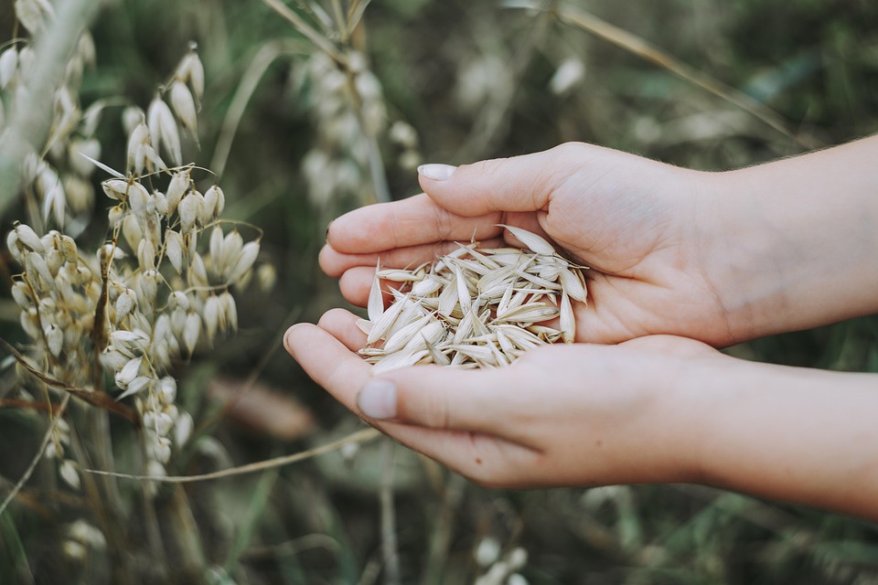 Importanța unei alimentații echilibrate pentru sănătate